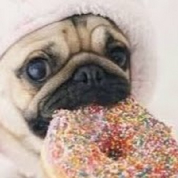 Meet your Posher, Abby - Picture 1 of 1